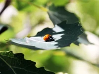 8. Божья коровка